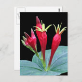 Indianerpinke Postkarte (Vorne/Hinten)