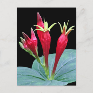 Indianerpinke Postkarte