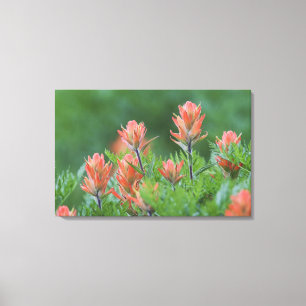 Indianerpinsel, Castilleja miniata, Ouray, Leinwanddruck