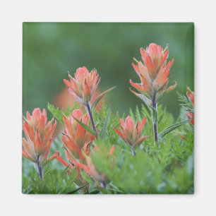Indianerpinsel, Castilleja miniata, Ouray, Magnet