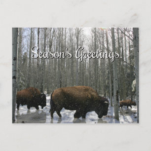Indianische Bison-Weihnachtsgrüße-Postkarten Feiertagspostkarte