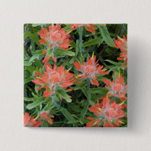 Indianische Pinselblumenwildblumen in den Many Button
