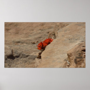 Indianischer Pinsel in Felsen in Zion Poster