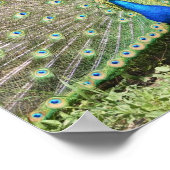 Indien Blue Peacock Poster (Ecke)