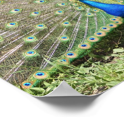 Indien Blue Peacock Poster (Ecke)