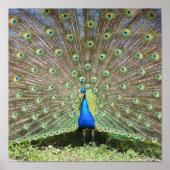 Indien Blue Peacock Poster (Vorne)