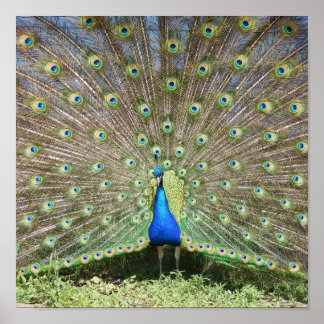 Indien Blue Peacock Poster