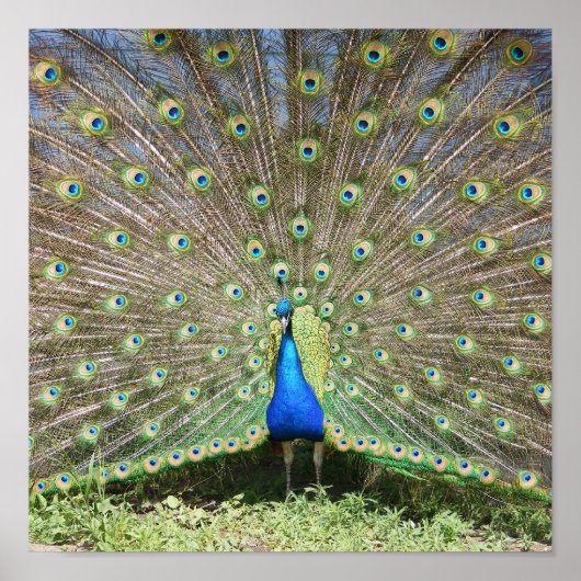 Indien Blue Peacock Poster (Vorne)