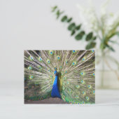 Indien Blue Peacock Postkarte (Stehend Vorderseite)