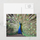 Indien Blue Peacock Postkarte (Vorne/Hinten)