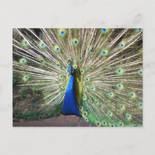 Indien Blue Peacock Postkarte (Vorderseite)