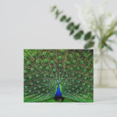 Indien Blue Peacock Postkarte (Stehend Vorderseite)