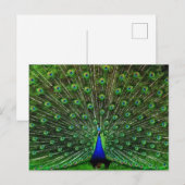 Indien Blue Peacock Postkarte (Vorne/Hinten)