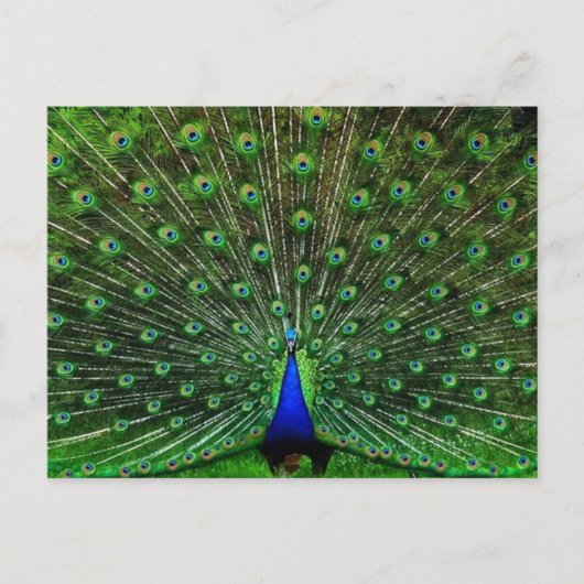 Indien Blue Peacock Postkarte (Vorderseite)