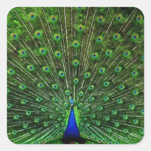 Indien Blue Peacock Quadratischer Aufkleber (Vorderseite)