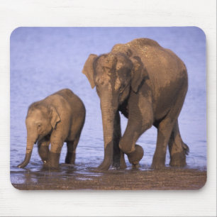 Indien, Nagarhole National Park. Asiatischer Elefa Mousepad