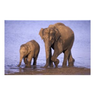 Indien, Nagarhole-Nationalpark. Asiatischer Elefan Fotodruck