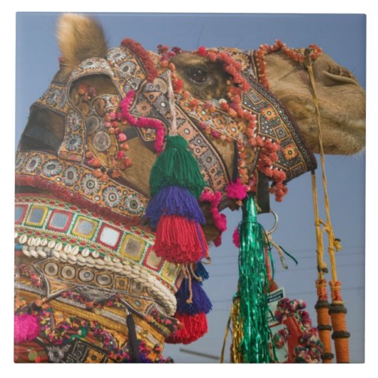 INDIEN, Rajasthan, Pushkar: PUSHKAR CAMEL FAIR, Fliese (Vorderseite)