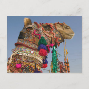 INDIEN, Rajasthan, Pushkar: PUSHKAR KAMELMESS, Postkarte