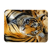 Indien, Sawai Madhopur, Ranthamoring National Magnet (Horizontal)