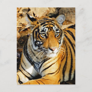 Indien, Sawai Madhopur, Ranthamoring National Postkarte