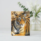 Indien, Sawai Madhopur, Ranthamoring National Postkarte (Stehend Vorderseite)