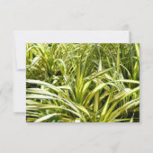 Indiens Lied (Vorderseite)