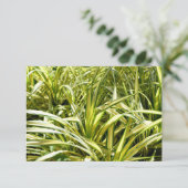 Indiens Lied (Stehend Vorderseite)