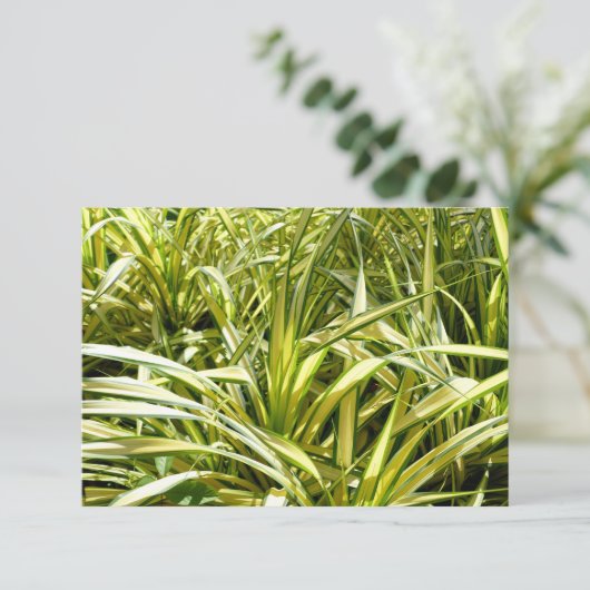 Indiens Lied (Stehend Vorderseite)