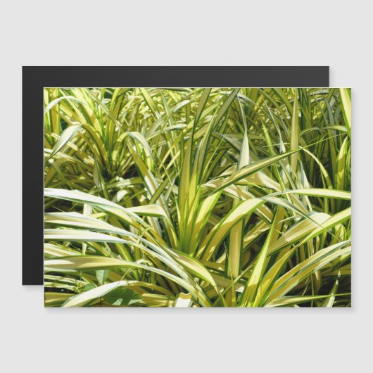 Indiens Lied Magnetkarte (Vorne/Hinten)