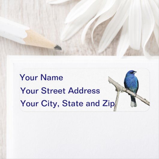 Indigo Bunting (Insitu)