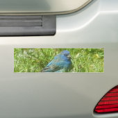 Indigo Bunting Autoaufkleber (Auf Auto)