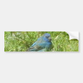 Indigo Bunting Autoaufkleber (Vorne)