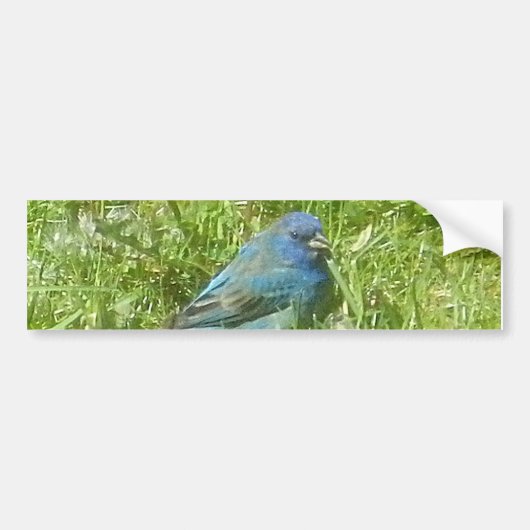 Indigo Bunting Autoaufkleber (Vorne)
