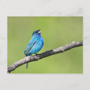 Indigo Bunting (Begriffsklärung) Postkarte