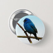 Indigo Bunting Button (Vorne & Hinten)
