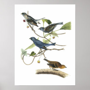 Indigo Bunting by Audubon Poster