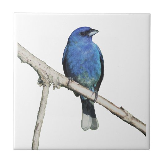 Indigo Bunting Fliese (Vorderseite)