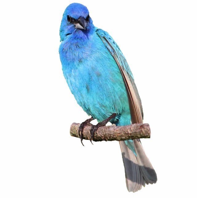 Indigo Bunting Fotoskulptur Magnet (Vorne)
