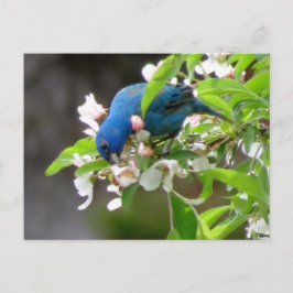 Indigo Bunting Fütternd - Bird Postkarte