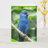 Indigo Bunting Grußkarte Karte (Gelbe Blume)