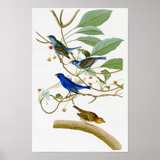 Indigo Bunting John James Audubon Birds of America Poster (Vorne)
