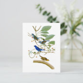 Indigo Bunting John James Audubon Birds of America Postkarte (Stehend Vorderseite)