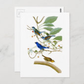 Indigo Bunting John James Audubon Birds of America Postkarte (Vorne/Hinten)