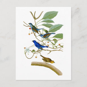 Indigo Bunting John James Audubon Birds of America Postkarte