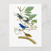 Indigo Bunting John James Audubon Birds of America Postkarte (Vorderseite)