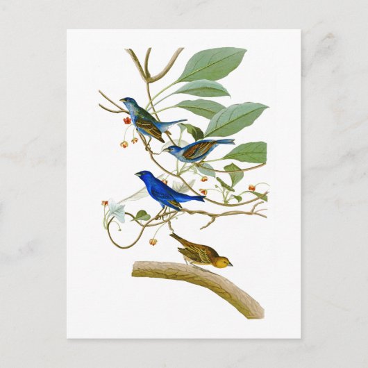 Indigo Bunting John James Audubon Birds of America Postkarte (Vorderseite)