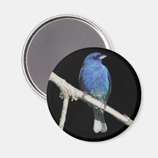 Indigo Bunting Magnet (Vorderseite/Rückseite)