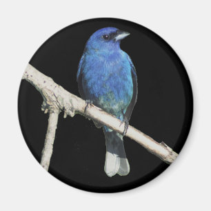 Indigo Bunting Magnet