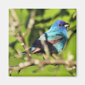 Indigo Bunting Magnet (Vorne)